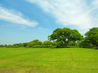 草原と立木のある初夏の江戸川河川敷風景