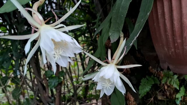 Wilted white flowers of fishbone cactus