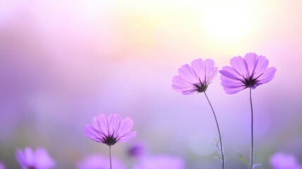 Fototapeta premium Delicate purple flowers blooming in a serene nature landscape at sunset tranquil and colorful viewpoint of spring beauty