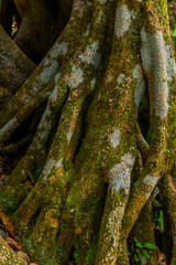 Close-up of moss-covered tree roots showcasing natural texture, earthy tones, and forest biodiversity