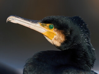 Great cormorant (Phalacrocorax carbo)