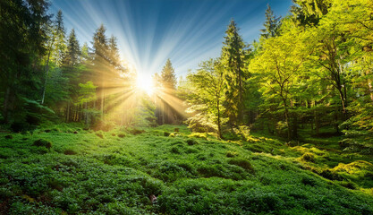 Beautiful green forest glade with ancient trees bathed in twinkling sunlight and a soft mist. Captures the serene and untouched beauty of nature, evoking peace and wonder.
