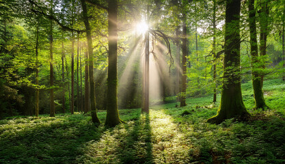 Fototapeta premium Beautiful green forest glade with ancient trees bathed in twinkling sunlight and a soft mist. Captures the serene and untouched beauty of nature, evoking peace and wonder.