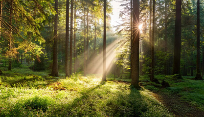 Obraz premium Beautiful green forest glade with ancient trees bathed in twinkling sunlight and a soft mist. Captures the serene and untouched beauty of nature, evoking peace and wonder.