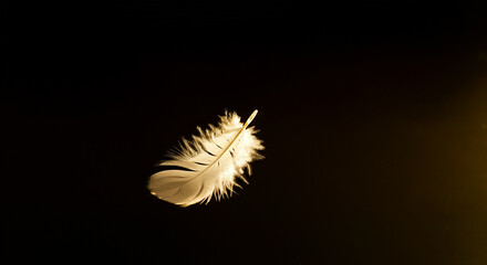 Feather illuminated against a black backdrop