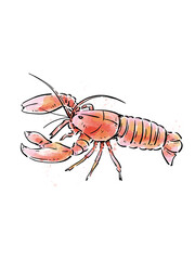 crayfish illustration