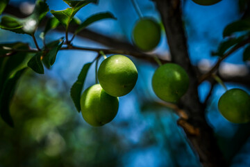 A closeup photo of green cherries on a tree branch in spring