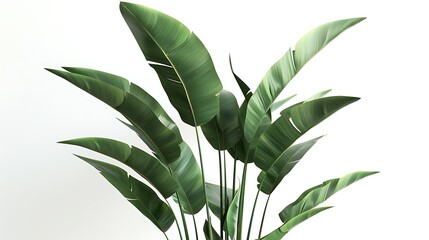 Tropical bird of paradise plant with tall stems on white.