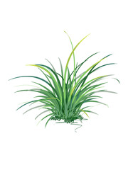 A bunch of orchid grass