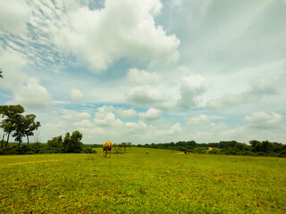 Cow Grazing on a Lush Green Field Under a Bright Sky with Scattered Clouds