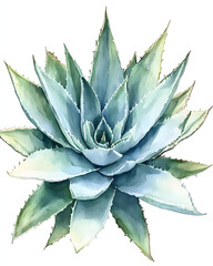 Fototapeta premium Watercolor Agave Plant Illustration on White Background 