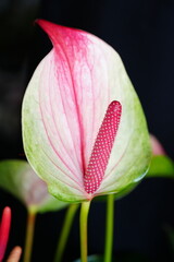 Flowers in the garden for background