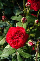 Flowers in the garden for background