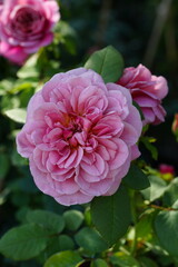 Flowers in the garden for background