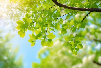 Obraz premium Sun goes into the clouds. 