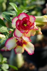 Flowers in the garden for background