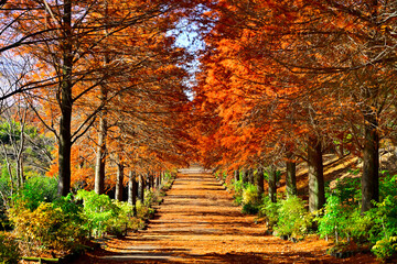 ラクウショウの並木道