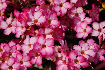 Obraz premium Flowers in the garden for background