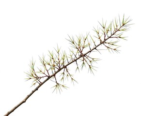 Thin Acacia tree branch with sharp thorns isolated on a clean white background, single object, thorns, wood
