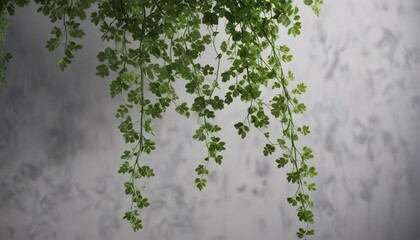 Obraz premium Delicate green vine with small leaves cascading down, delicate details, flowering vines