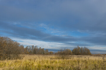 A field of tall grass with a cloudy sky in the background