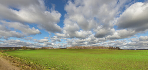 A field of grass with a cloudy sky in the background