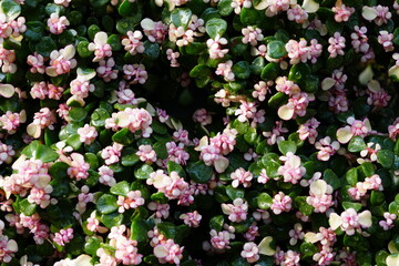 Flowers in the garden for background