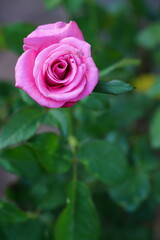 Flowers in the garden for background