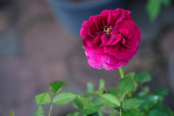 Flowers in the garden for background