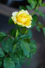 Flowers in the garden for background