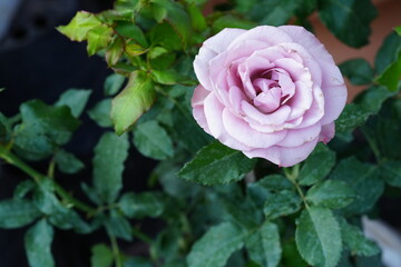 Flowers in the garden for background
