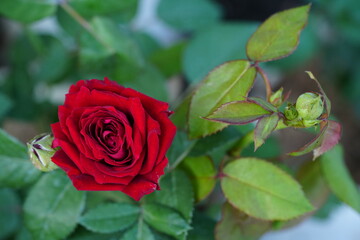 Flowers in the garden for background