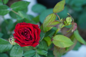 Flowers in the garden for background
