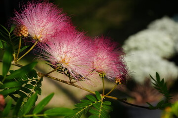 Flowers in the garden for background