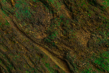 Textured mossy rock close-up showcasing natural earthy tones and organic patterns