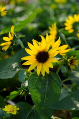 Flowers in the garden for background