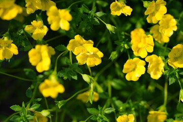 Flowers in the garden for background