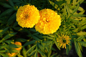 Flowers in the garden for background