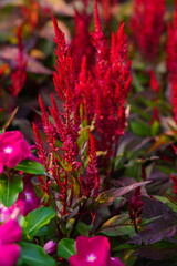 Fototapeta premium Flowers in the garden for background