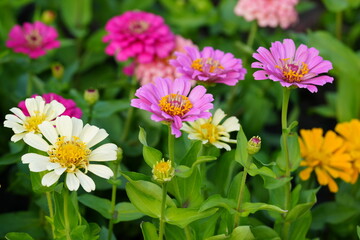 Obraz premium Flowers in the garden for background