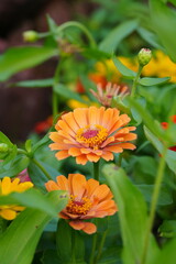 Flowers in the garden for background