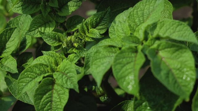 Close-up of potato leaves with inflorescence buds on it
