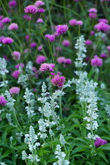 Obraz premium Flowers in the garden for background