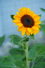 Flowers in the garden for background