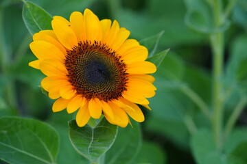 Obraz premium Flowers in the garden for background