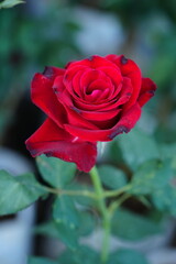 Flowers in the garden for background