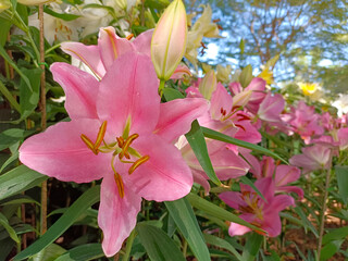 Pink, yellow white lily, Lilium flowers are beautiful blooming. Charming Chiang Mai flowers festival. Chiang Mai Thailand