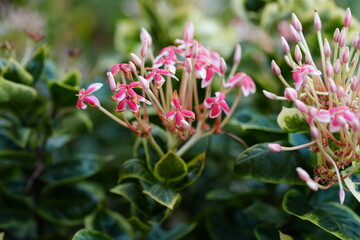 Flowers in the garden for background