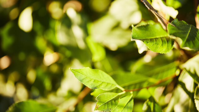 Fresh green leaves on a branch, illuminated by sunlight with a blurred natural background. - Powered by Adobe