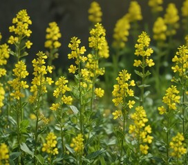 Yellow rapeseed flowers blooming in the field, agricultural landscape, yellow flowers, countryside